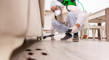 Termite control services and companies