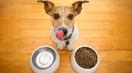 Tips for buying dog food and options to consider