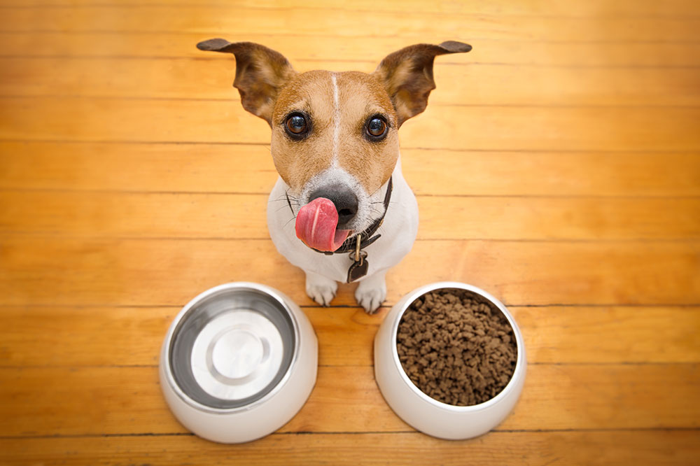 Tips for buying dog food and options to consider