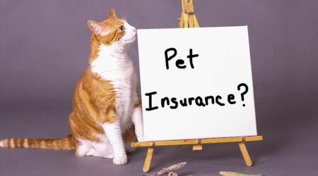 Top insurance providers to consider for pets