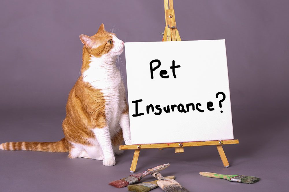 Top insurance providers to consider for pets