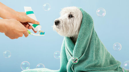 A pet owner’s guide to pet grooming services