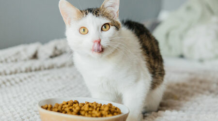 Choosing the right cat food &#8211; Tips and best options