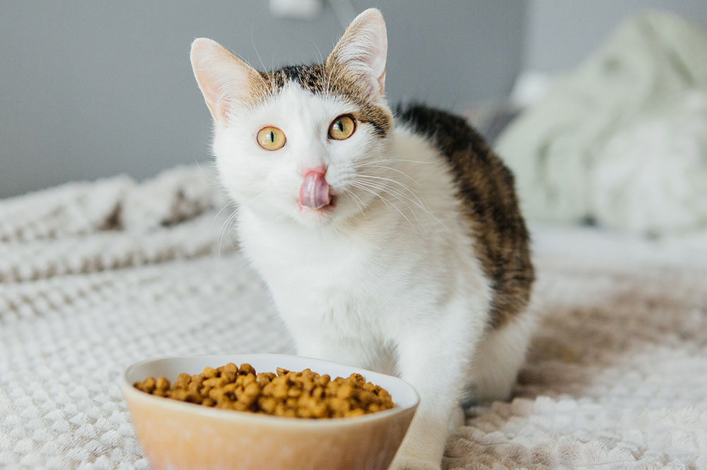 Choosing the right cat food &#8211; Tips and best options