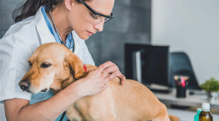 Guide to flea and tick management for dogs 