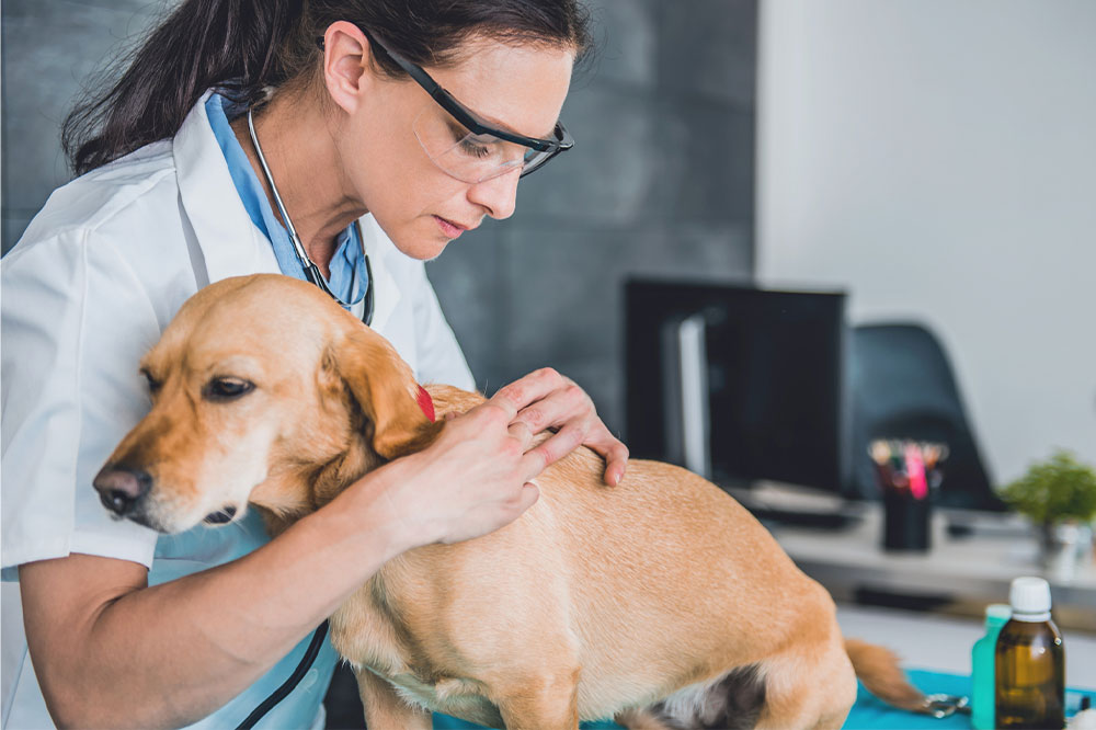 Guide to flea and tick management for dogs 