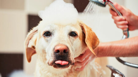 Causes and home remedies for itchy skin in dogs