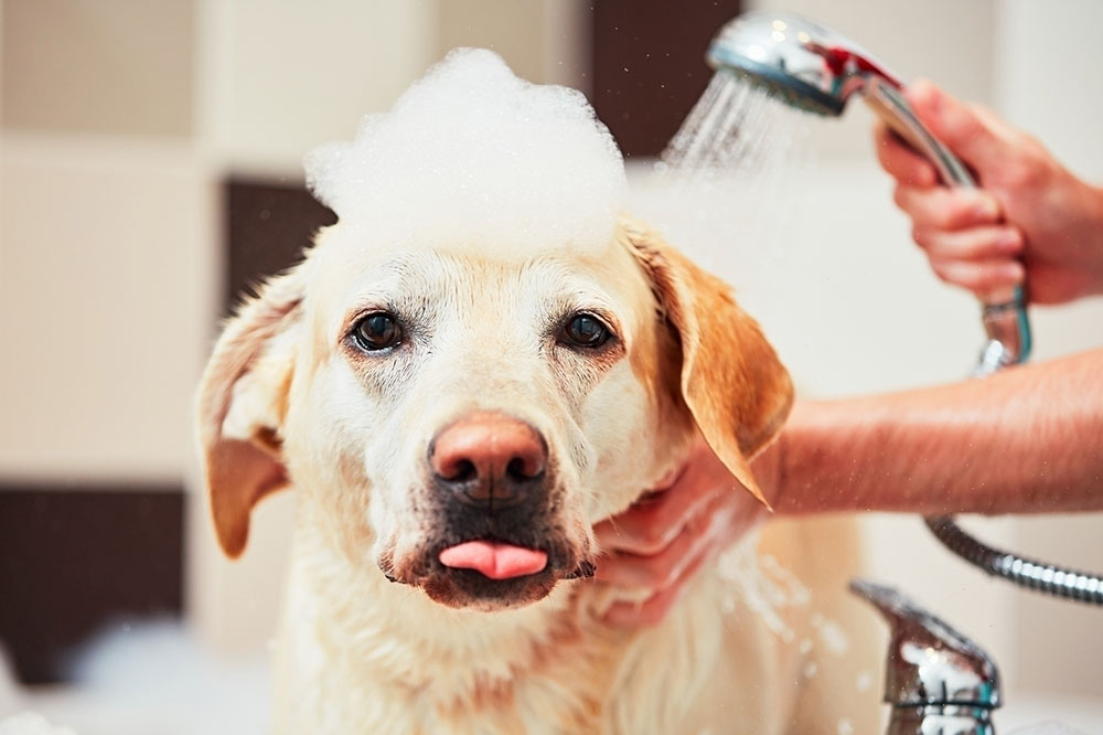 Causes and home remedies for itchy skin in dogs