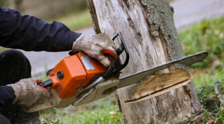 Tips for choosing the right tree removal company