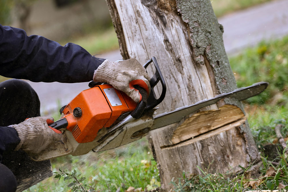 Tips for choosing the right tree removal company