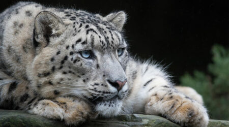 Snow leopard