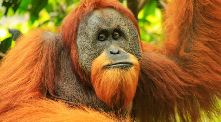 Sumatran orangutan