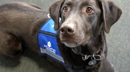 A guide to registering a service dog