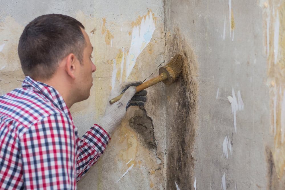 Mold removal &#8211; What it entails, companies, and products