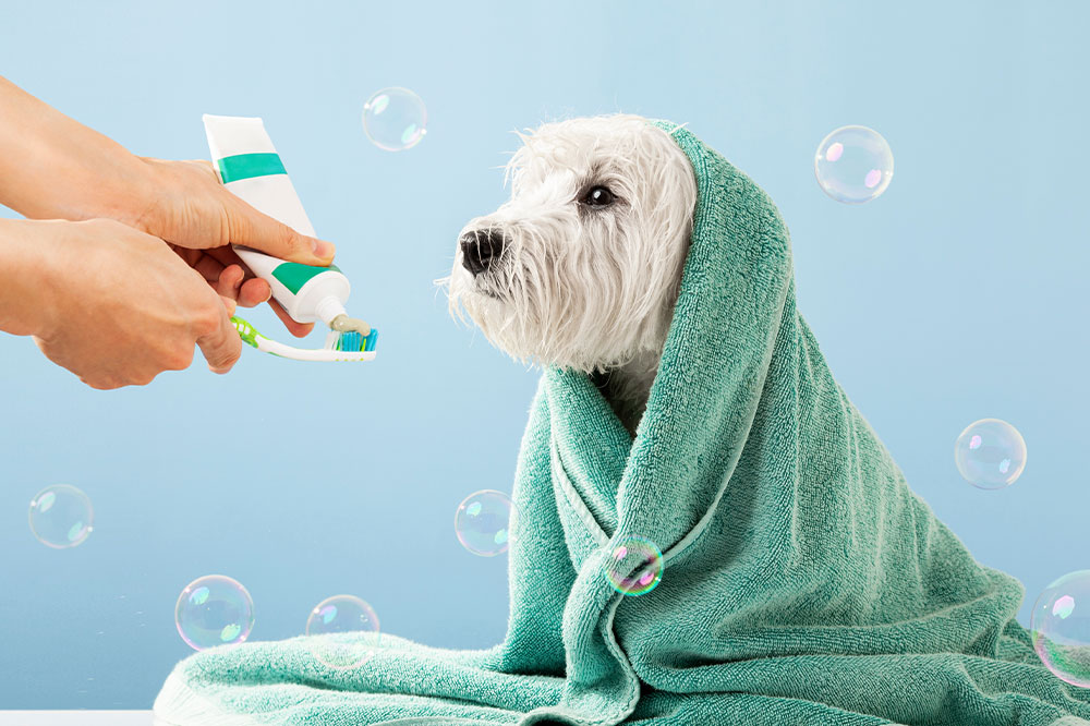 A pet owner’s guide to pet grooming services