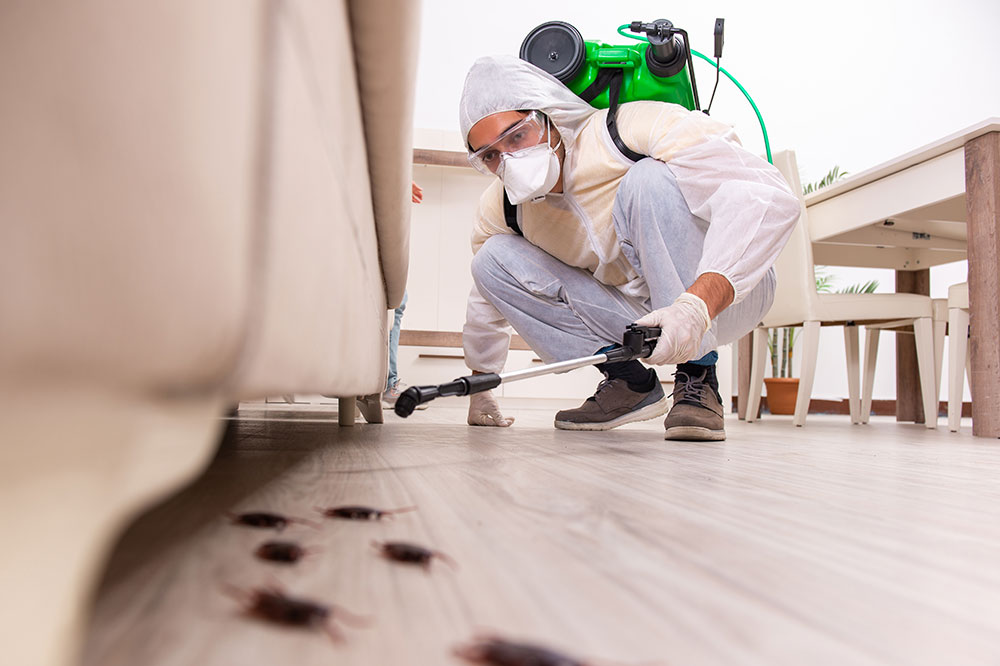 Termite control services and companies