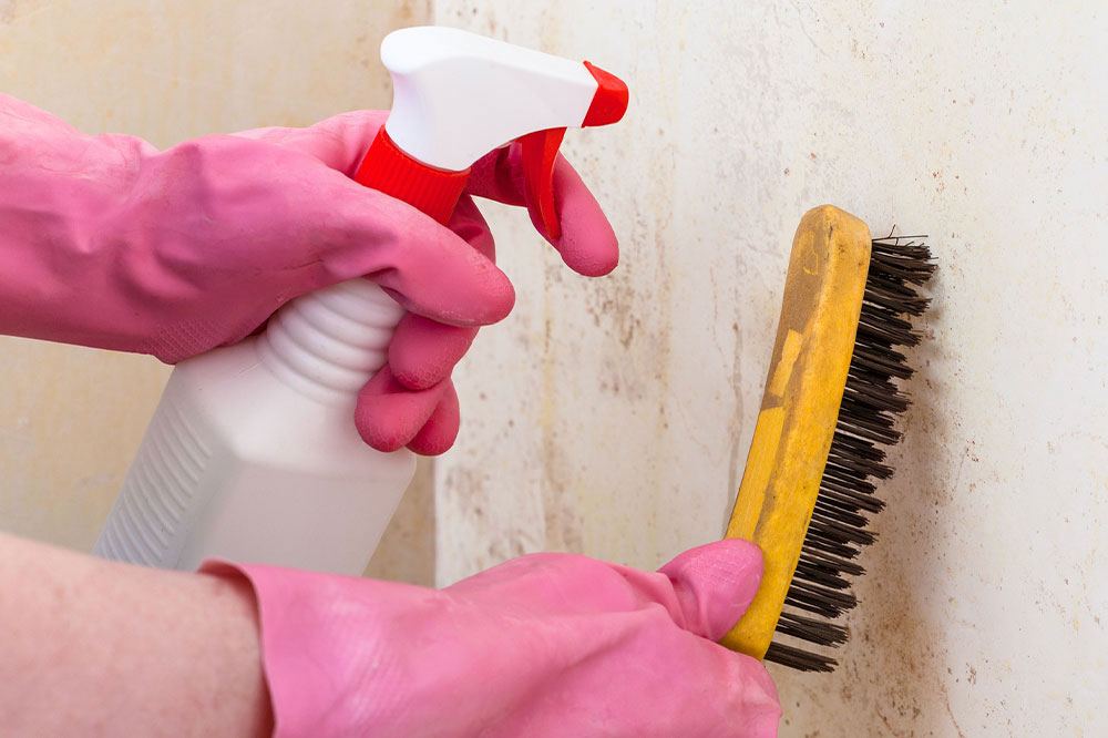 Tips to prevent and manage mold growth